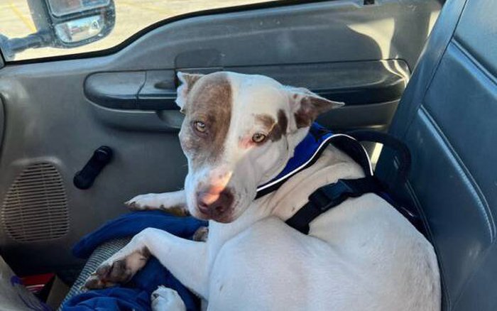 Con chó ở Texas vừa bị bắt vì “lái xe liều lĩnh” trong bãi đậu xe Walmart - ảnh 1