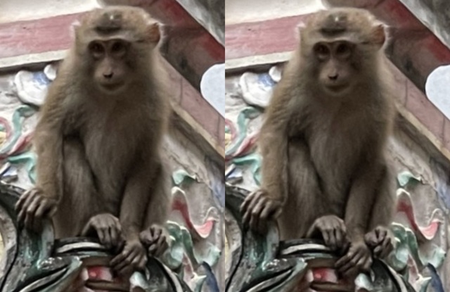 Hà Nội: Xuất hiện con khỉ vàng phá phách, ăn trộm hoa quả trên bàn thờ nhà dân - ảnh 1