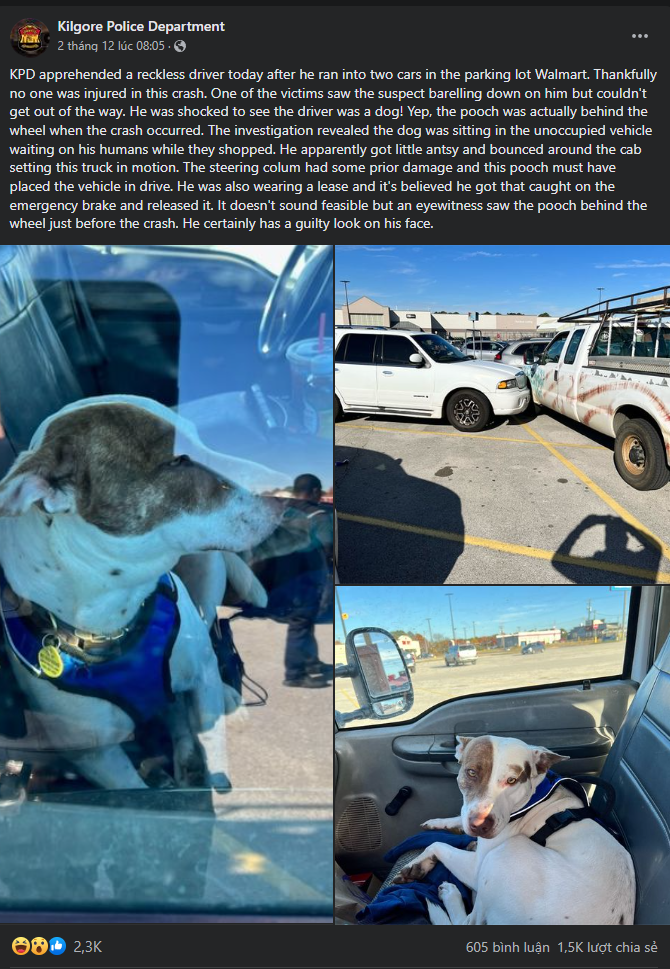 Con chó ở Texas vừa bị bắt vì “lái xe liều lĩnh” trong bãi đậu xe Walmart - ảnh 2
