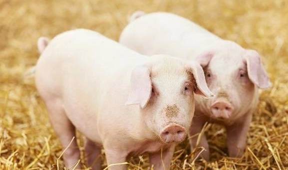 Tế bào ung thư ''chuộng'' ''bộ phận'' này của lợn, nhiều người ''khoái'' ăn - ảnh 1