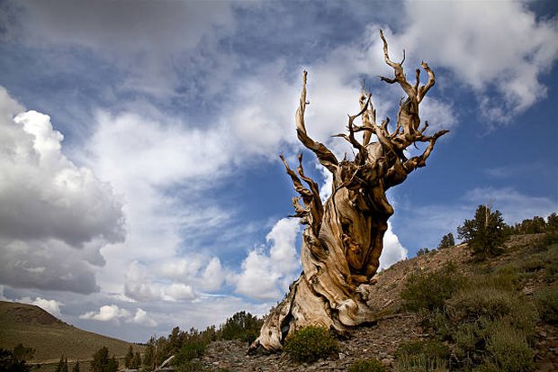 Điểm mặt 5 cây cổ thụ có tuổi thọ lâu đời nhất trên thế giới - ảnh 5