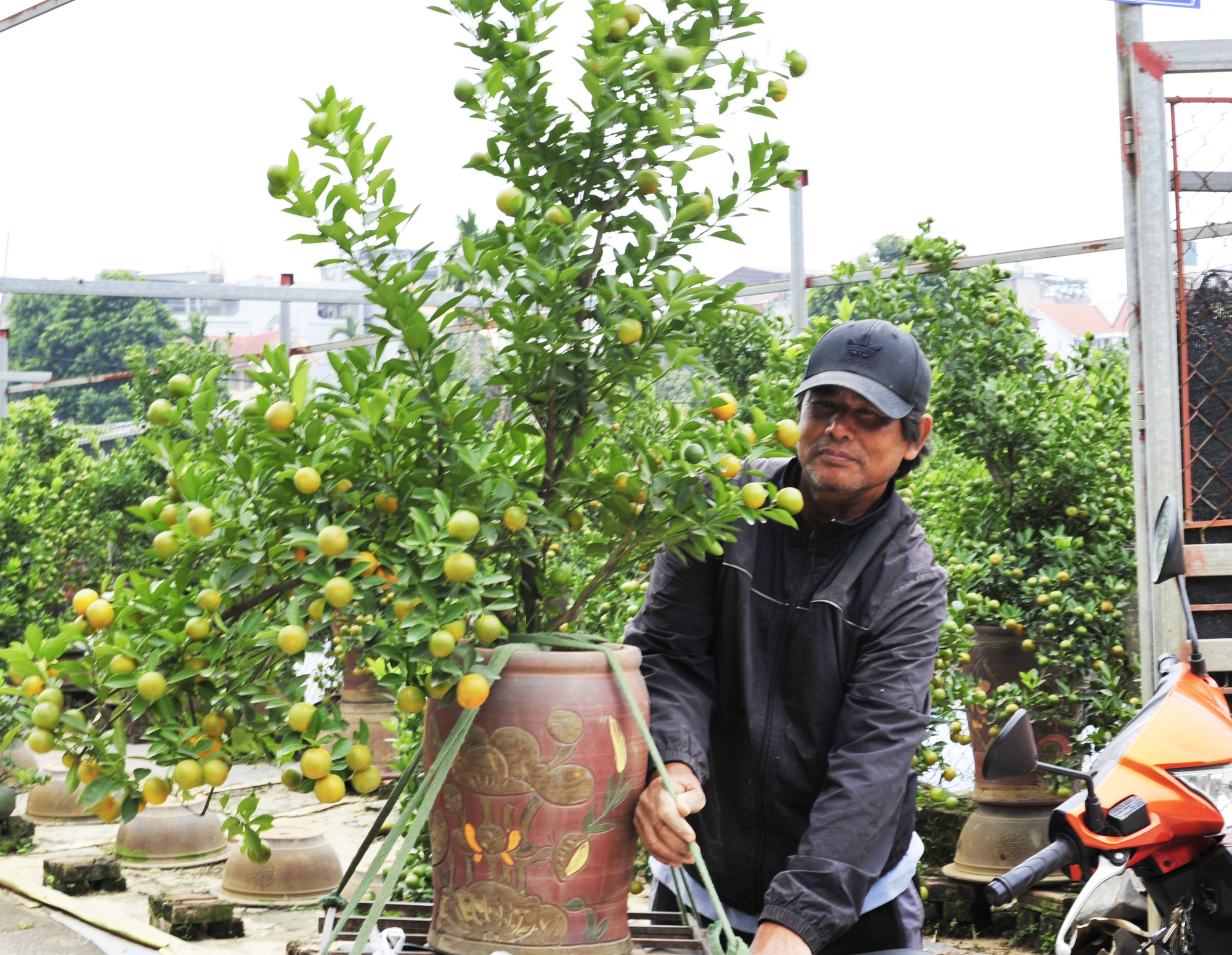 Hà Nội: Dân buôn rục rịch mua quất Tết, chủ vườn phấn khởi hy vọng bội thu - ảnh 1