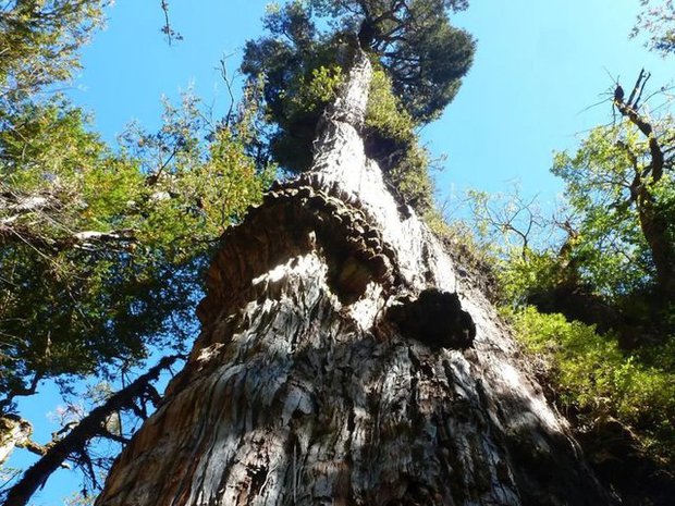 Điểm mặt 5 cây cổ thụ có tuổi thọ lâu đời nhất trên thế giới - ảnh 4
