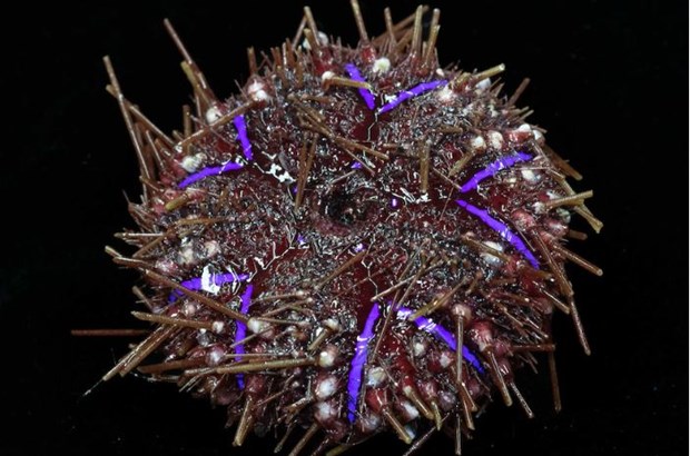 Phát hiện nhiều loại sinh vật mới ở biển sâu phía Tây Australia - ảnh 1