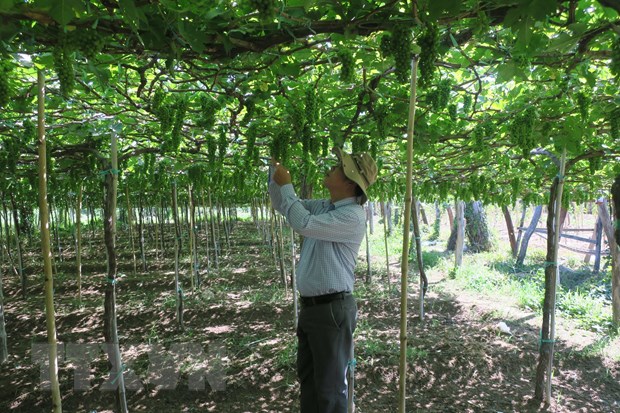 Ninh Thuận chính thức phát triển hai giống nho mới có nhiều ưu điểm - ảnh 2