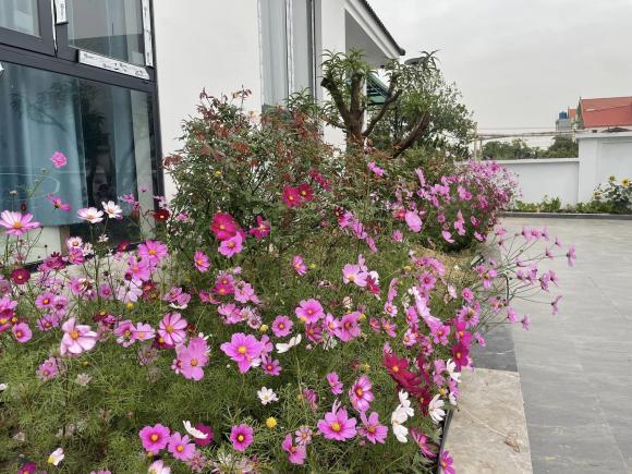 Cặp vợ chồng xây nhà tặng mẹ ở Thái Bình, phủ kín vườn bằng hoa hướng dương cực đẹp - ảnh 10