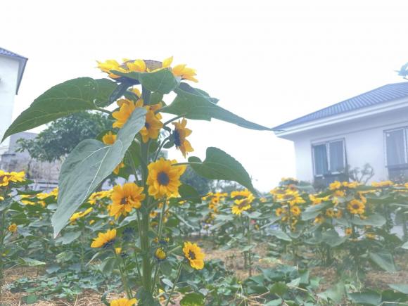 Cặp vợ chồng xây nhà tặng mẹ ở Thái Bình, phủ kín vườn bằng hoa hướng dương cực đẹp - ảnh 6