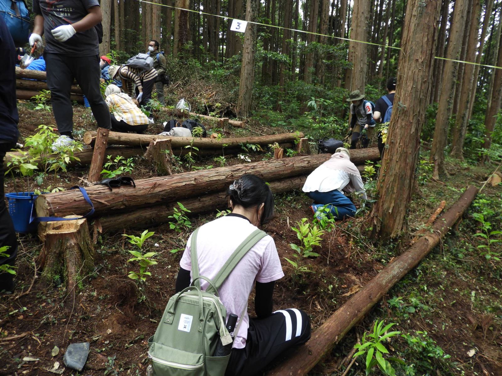 Bất ngờ với kết quả trồng rừng theo phương pháp Miyawaki ở Nhật Bản - ảnh 1
