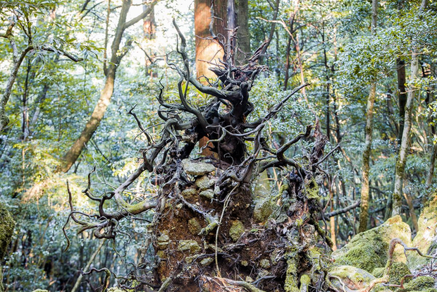 Hòn đảo mưa quanh năm suốt tháng, cây cổ thụ nghìn năm tuổi mọc san sát như thế giới thần tiên - ảnh 4