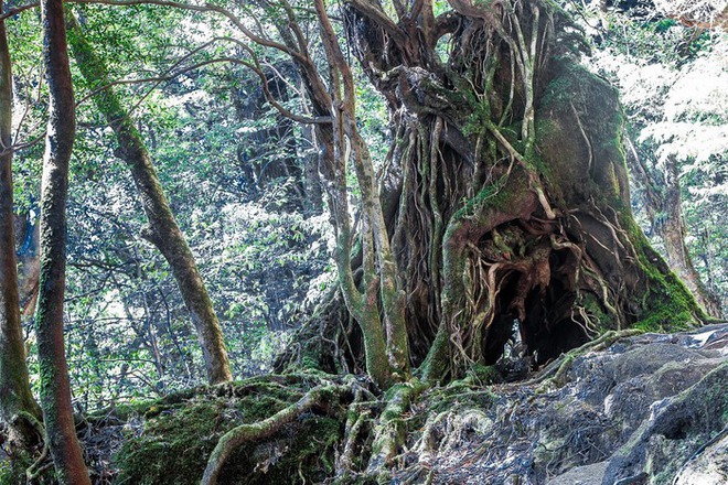 Hòn đảo mưa quanh năm suốt tháng, cây cổ thụ nghìn năm tuổi mọc san sát như thế giới thần tiên - ảnh 5