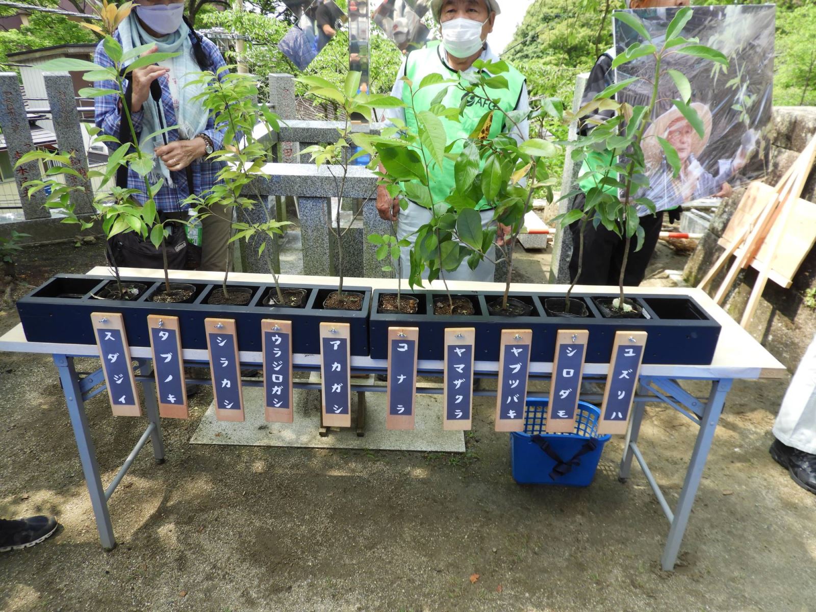 Bất ngờ với kết quả trồng rừng theo phương pháp Miyawaki ở Nhật Bản - ảnh 2