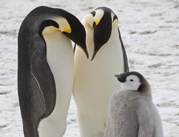 Phát hiện nơi ở mới của loài chim cánh cụt hoàng đế sắp tuyệt chủng - ảnh 1