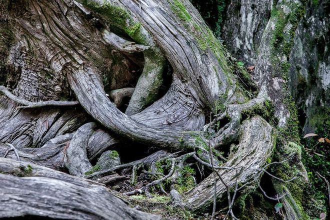 Hòn đảo mưa quanh năm suốt tháng, cây cổ thụ nghìn năm tuổi mọc san sát như thế giới thần tiên - ảnh 8