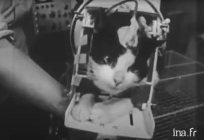 Câu chuyện về chú mèo duy nhất bay thành công vào vũ trụ: Sống sót trong vận tốc gấp 5 lần âm thanh nhưng chết dưới bàn tay con người - ảnh 1