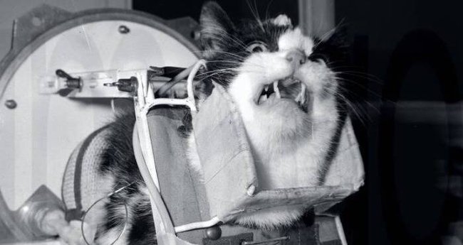 Câu chuyện về chú mèo duy nhất bay thành công vào vũ trụ: Sống sót trong vận tốc gấp 5 lần âm thanh nhưng chết dưới bàn tay con người - ảnh 4