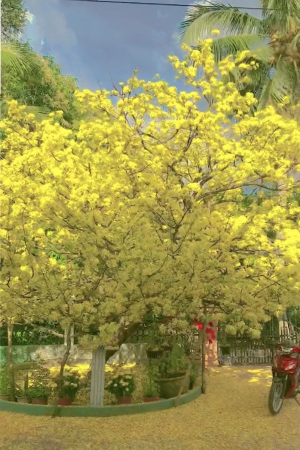 Cây mai vàng cổ thụ bung nở hoa rực rỡ cả một góc trời - ảnh 4