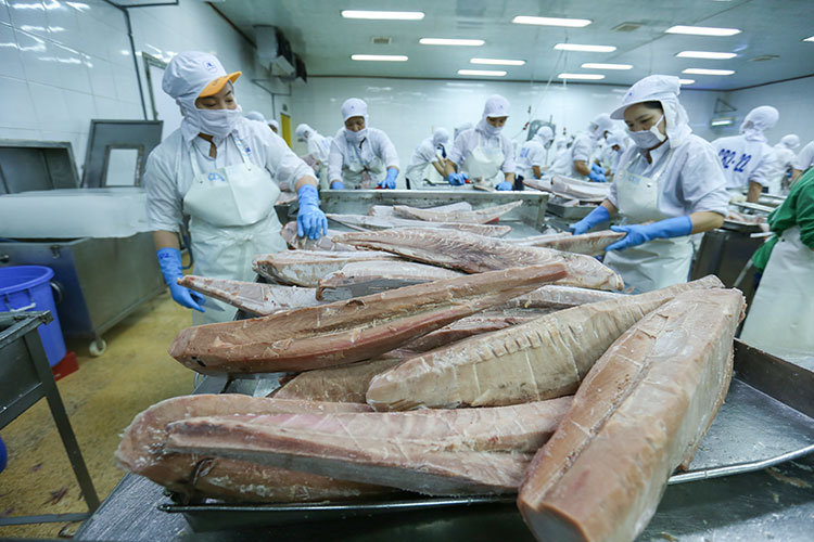 Cá ngừ lần đầu tiên đạt kim ngạch xuất khẩu 1 tỷ USD - ảnh 1