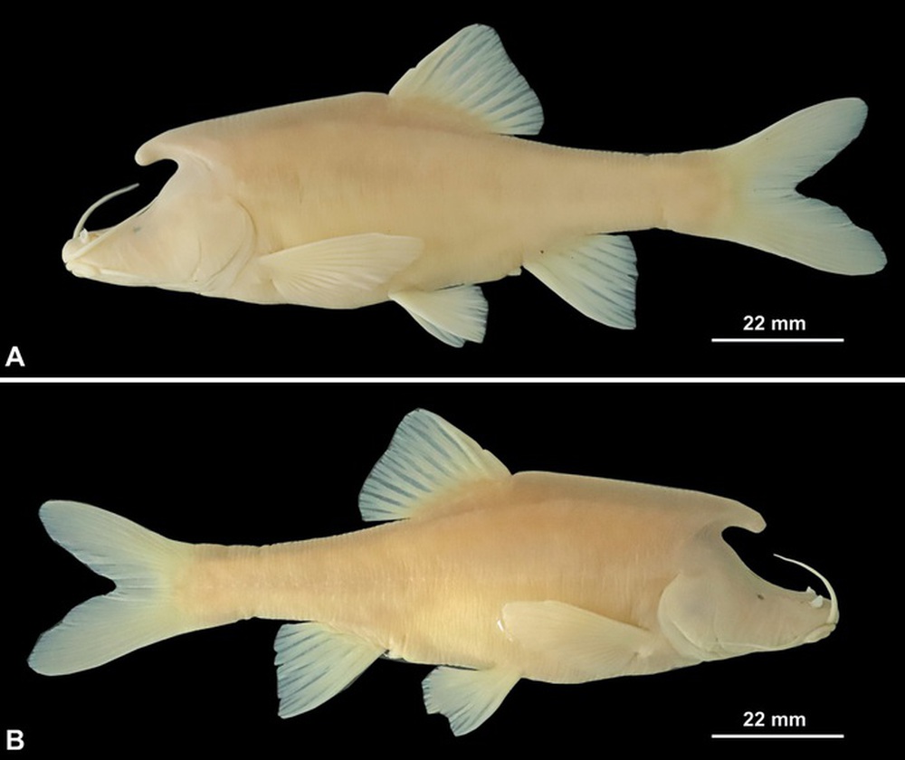 Phát hiện loài cá mới có cấu trúc giống sừng bí ẩn ở phía sau đầu - ảnh 2