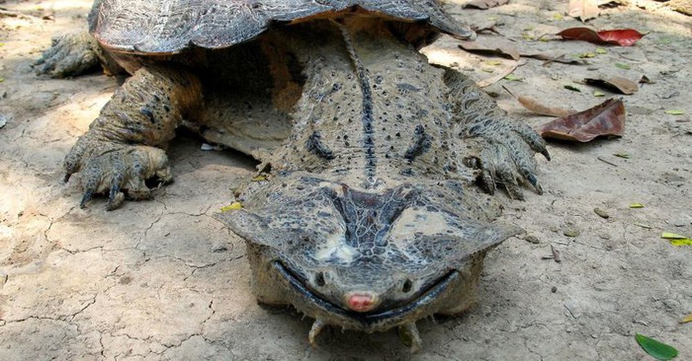 Vì sao loài rùa kỳ quặc luôn ''nở nụ cười'' trên môi? - ảnh 5