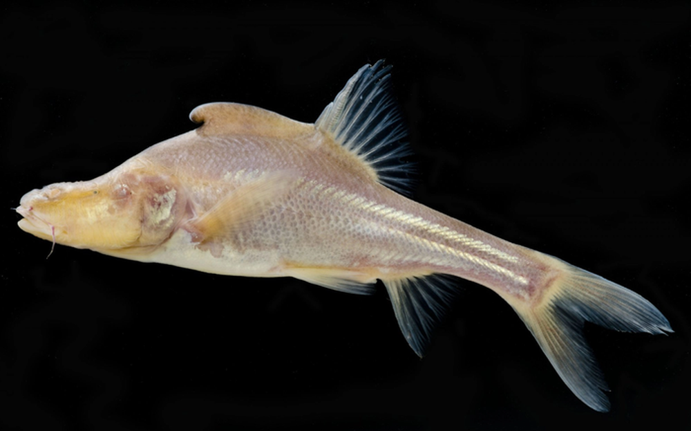 Phát hiện loài cá mới có cấu trúc giống sừng bí ẩn ở phía sau đầu - ảnh 3