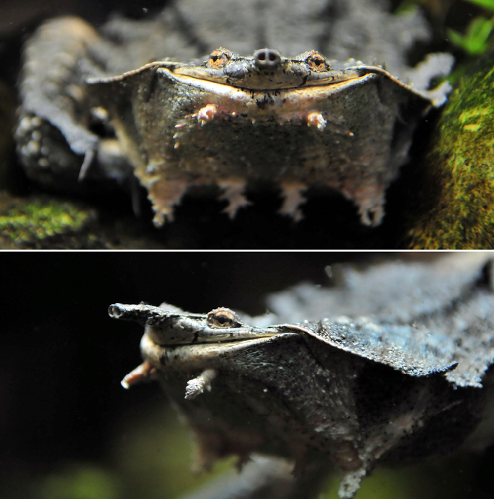 Vì sao loài rùa kỳ quặc luôn ''nở nụ cười'' trên môi? - ảnh 1