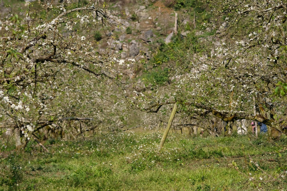 Gia đình mê du lịch mãn nhãn với sắc hoa tớ dày nhuộm hồng núi rừng Mộc Châu - ảnh 11