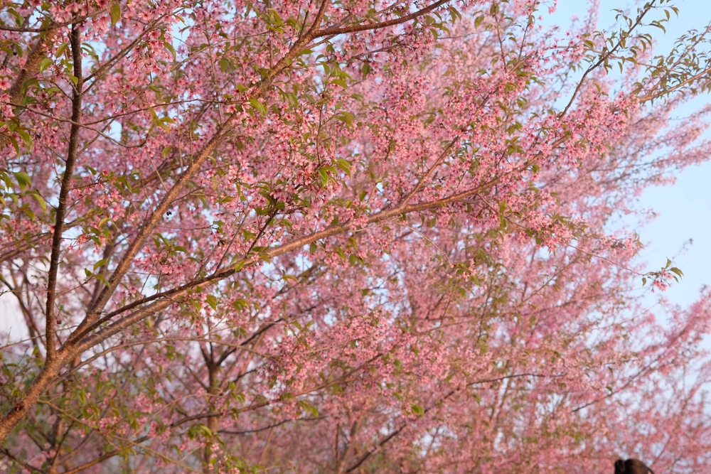 Gia đình mê du lịch mãn nhãn với sắc hoa tớ dày nhuộm hồng núi rừng Mộc Châu - ảnh 13