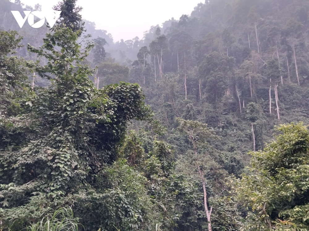 Bảo vệ phát triển rừng bền vững ở Na Hang, Tuyên Quang - ảnh 1