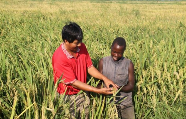 Lúa lai được coi là chìa khóa giúp xóa đói tại khu vực châu Phi - ảnh 1