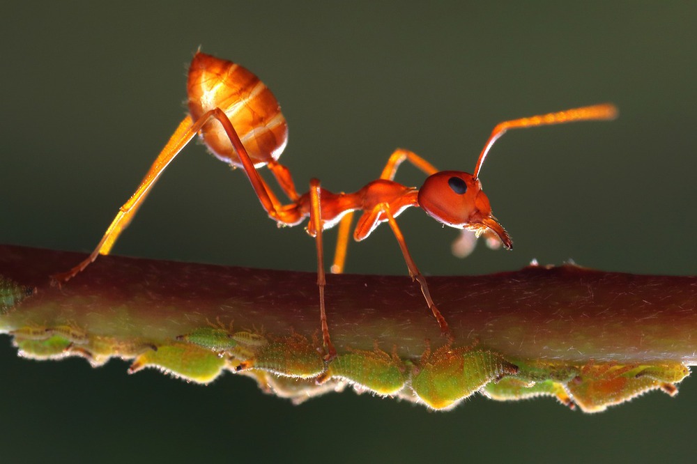 Phát hiện loài kiến có thể đánh hơi được các tế bào ung thư ở người - ảnh 1