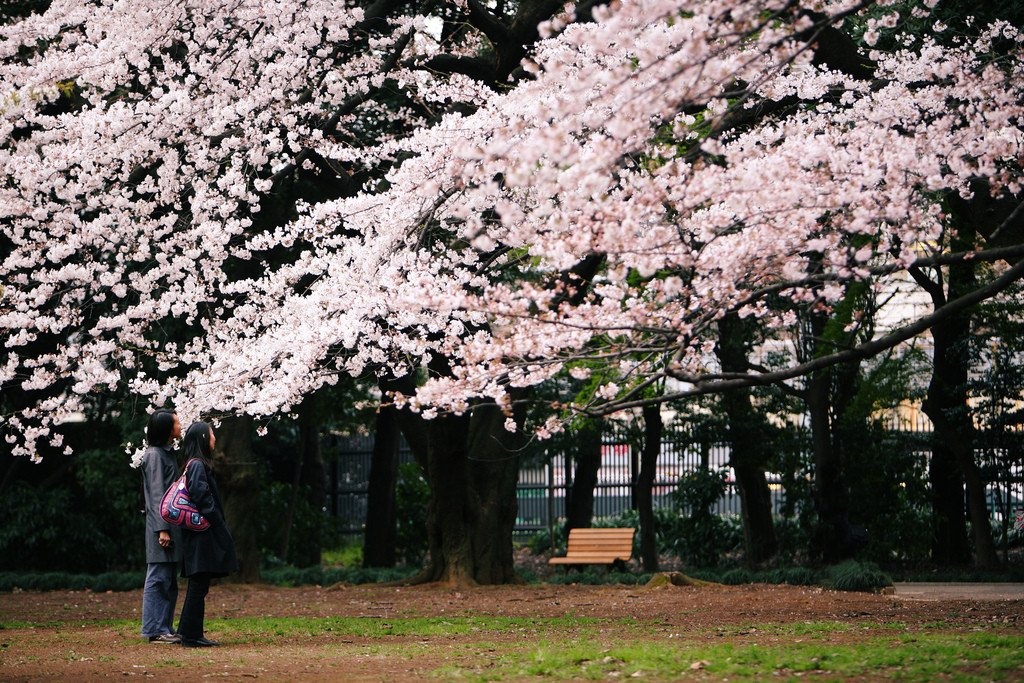 Loạt quy tắc cần nhớ khi đi ngắm hoa anh đào ở Nhật - ảnh 3