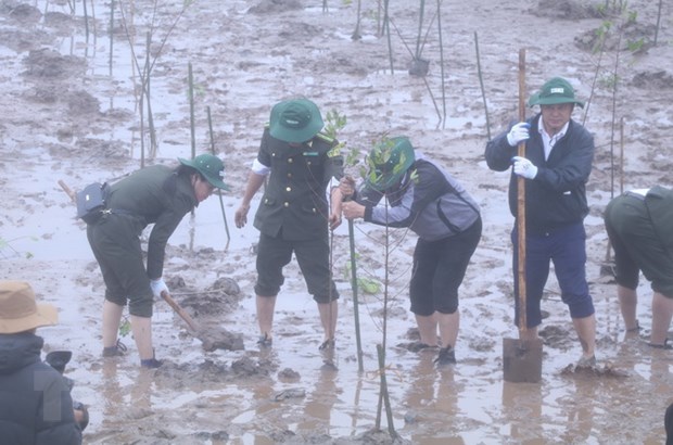 Phục hồi và quản lý bền vững rừng ngập mặn vùng Đồng bằng sông Hồng - ảnh 1