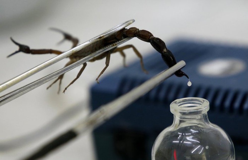 Tại sao nọc độc bọ cạp lại được mệnh danh là chất lỏng đắt nhất thế giới? - ảnh 1