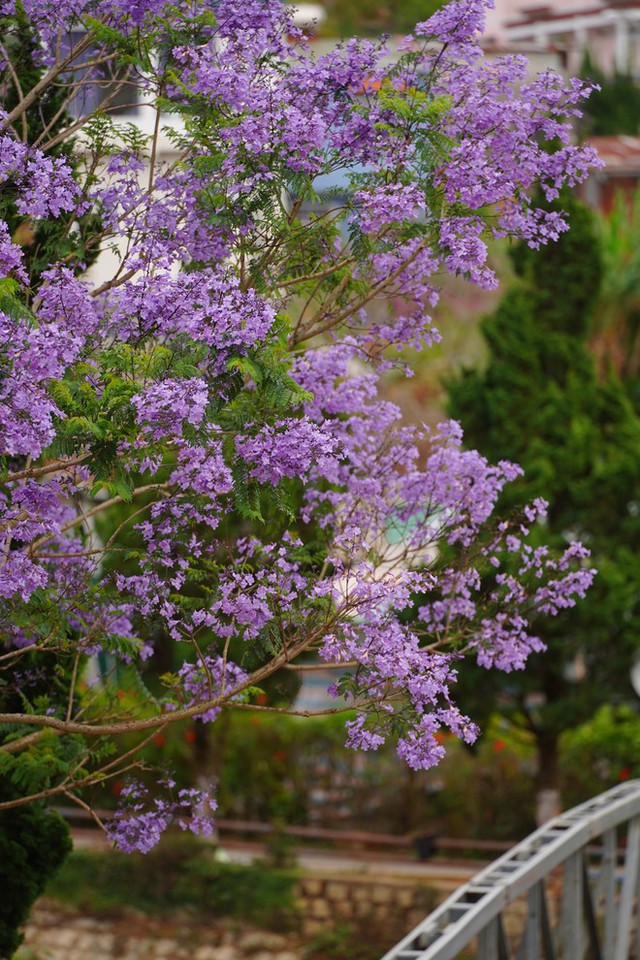 Hết hoa anh đào, Đà Lạt chuẩn bị bước vào mùa hoa phượng tím cũng đẹp đến nao lòng - ảnh 10