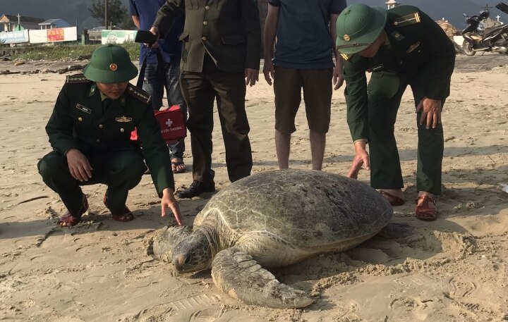 Rùa biển khổng lồ quý hiếm nặng 1 tạ mắc lưới ngư dân Thừa Thiên - Huế - ảnh 1