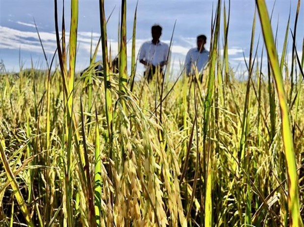 Na Uy tài trợ Việt Nam nghiên cứu lai tạo giống lúa năng suất cao - ảnh 3