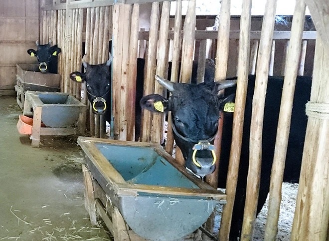 Nhật tăng xuất khẩu bò wagyu để phục vụ giới nhà giàu - ảnh 3