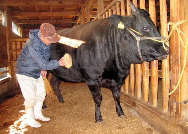 Nhật tăng xuất khẩu bò wagyu để phục vụ giới nhà giàu - ảnh 2