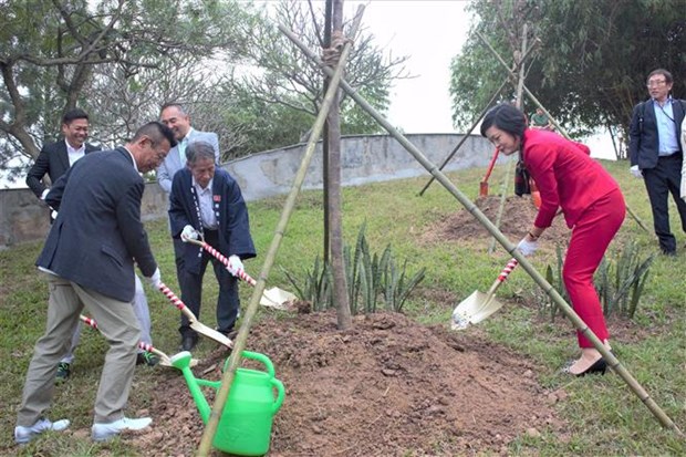 Hà Nội tiếp nhận, trồng 110 cây hoa anh đào tại Công viên Hòa Bình - ảnh 1