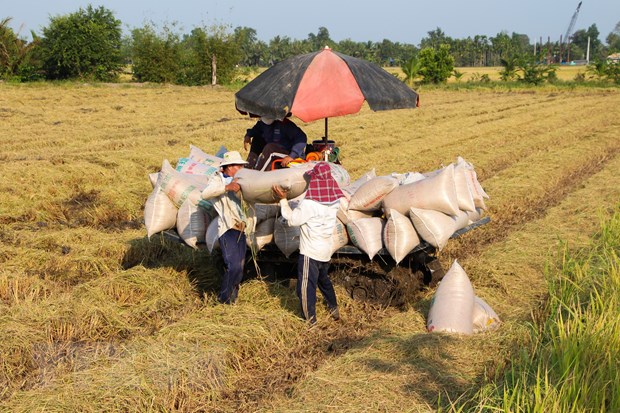 Giá lúa không có biến động mạnh, giá gạo xuất khẩu nới rộng đà tăng - ảnh 1