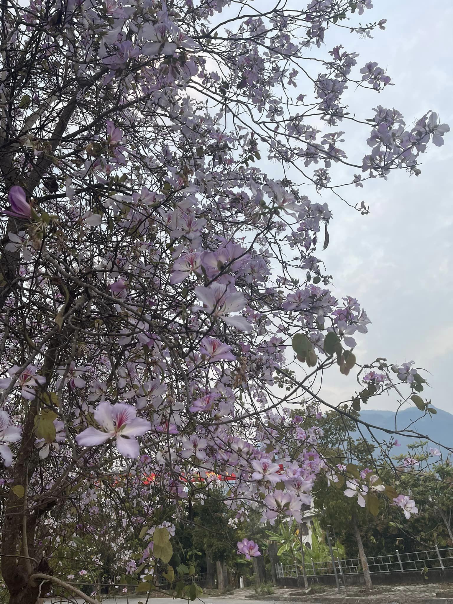 Ngất ngây trước vẻ đẹp Điện Biên mùa hoa ban nở lung linh nhất trong năm - ảnh 11