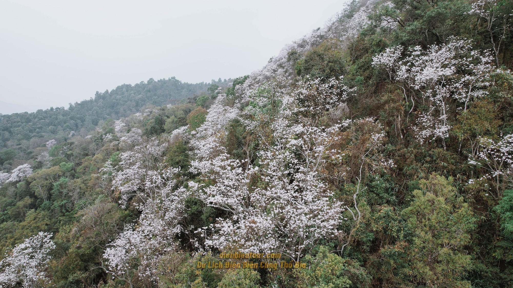 Ngất ngây trước vẻ đẹp Điện Biên mùa hoa ban nở lung linh nhất trong năm - ảnh 17