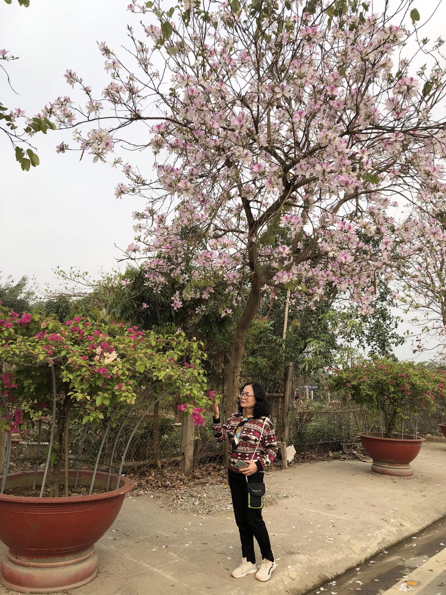 Ngất ngây trước vẻ đẹp Điện Biên mùa hoa ban nở lung linh nhất trong năm - ảnh 19