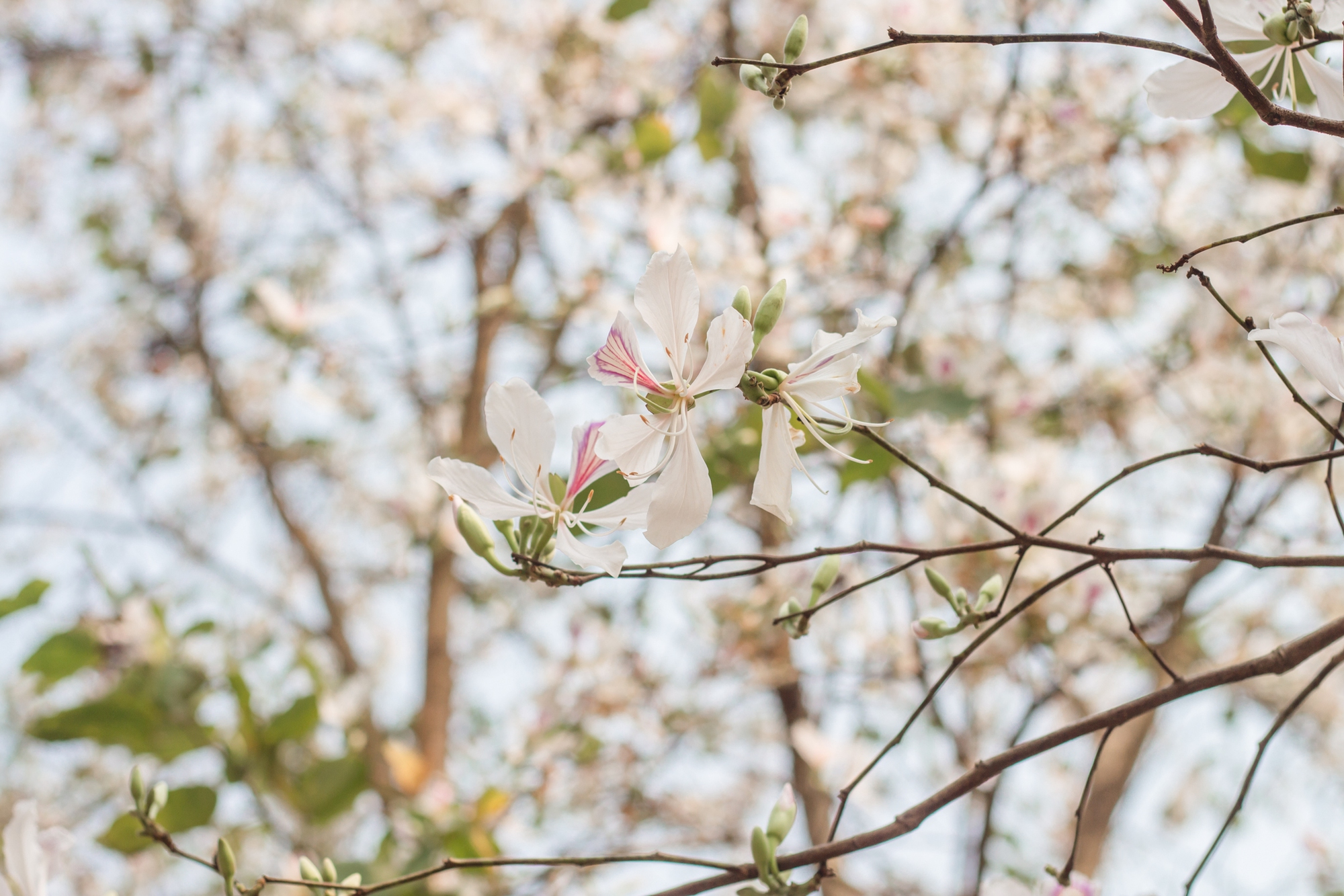 Ngất ngây trước vẻ đẹp Điện Biên mùa hoa ban nở lung linh nhất trong năm - ảnh 8