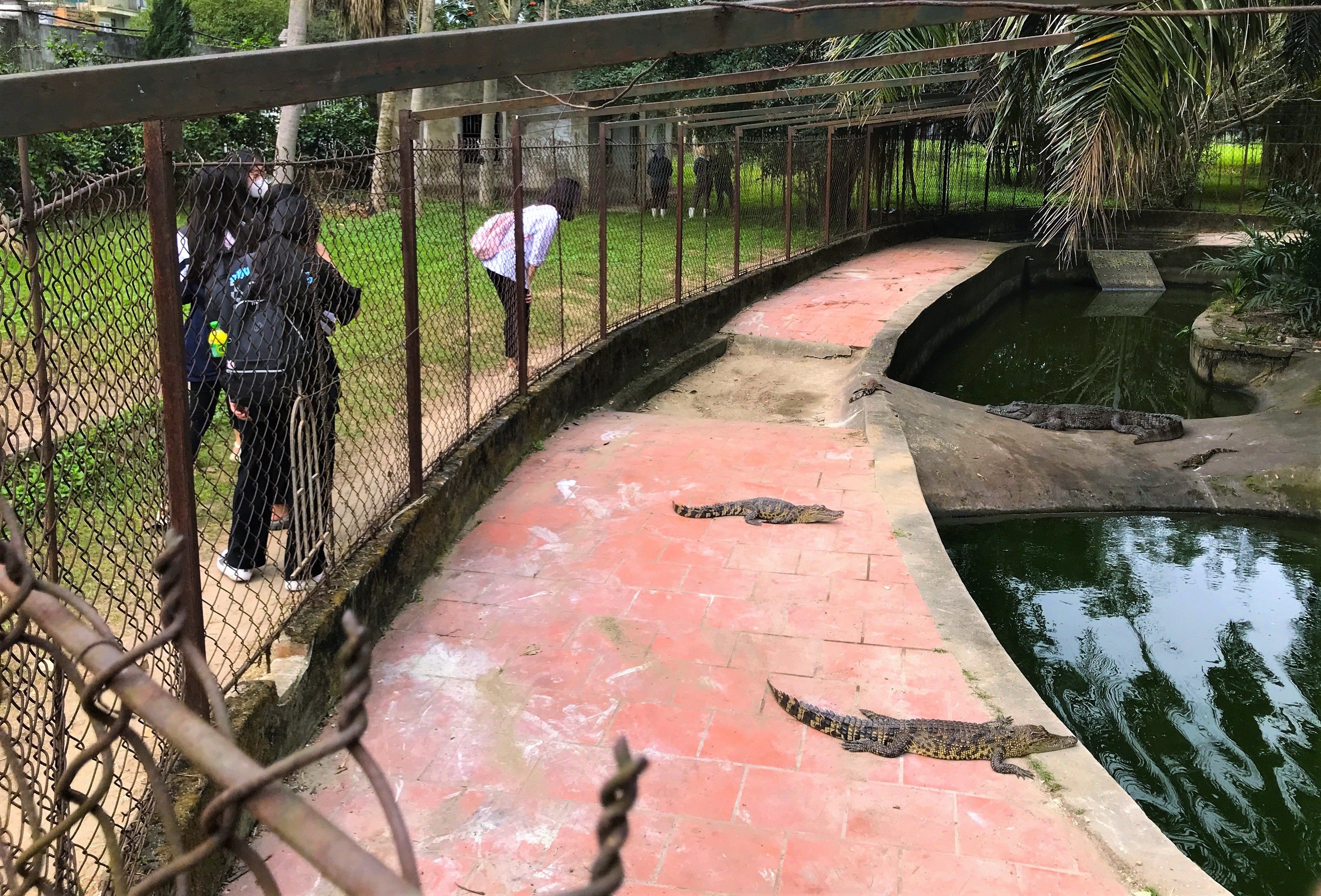 Lo đàn cá sấu sổng chuồng trong công viên lớn nhất Nghệ An - ảnh 1