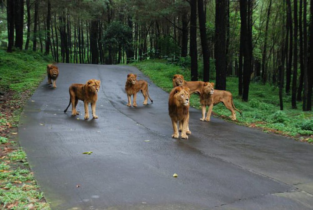 Tại sao sư tử không tấn công người trong xe safari? - ảnh 3