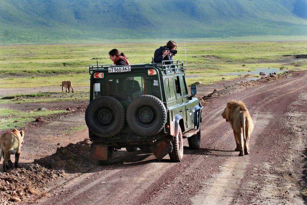 Tại sao sư tử không tấn công người trong xe safari? - ảnh 2