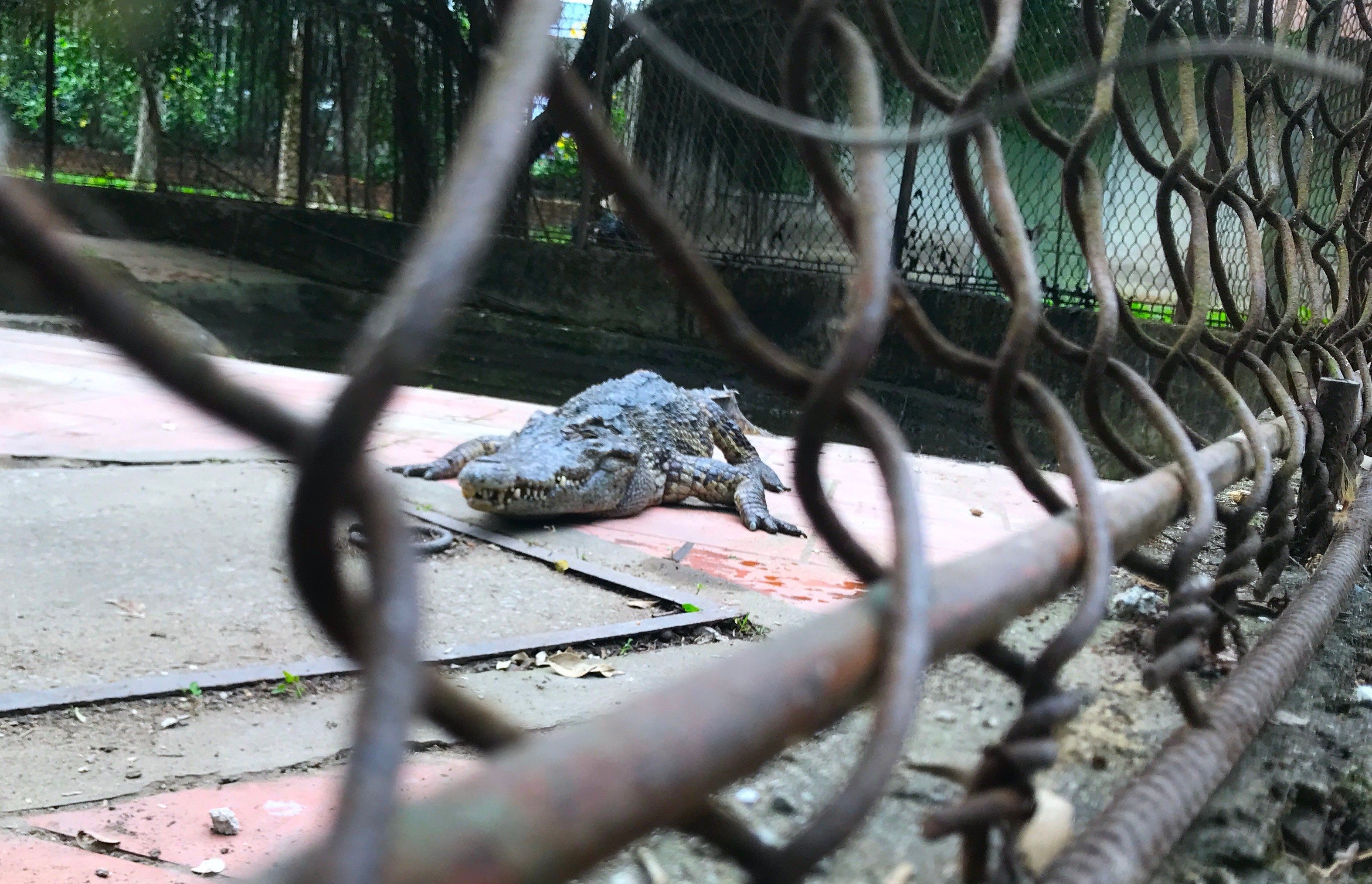Lo đàn cá sấu sổng chuồng trong công viên lớn nhất Nghệ An - ảnh 2