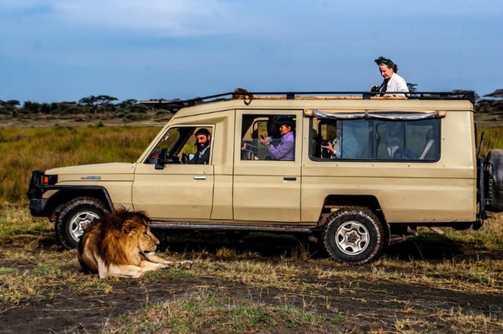 Tại sao sư tử không tấn công người trong xe safari? - ảnh 1