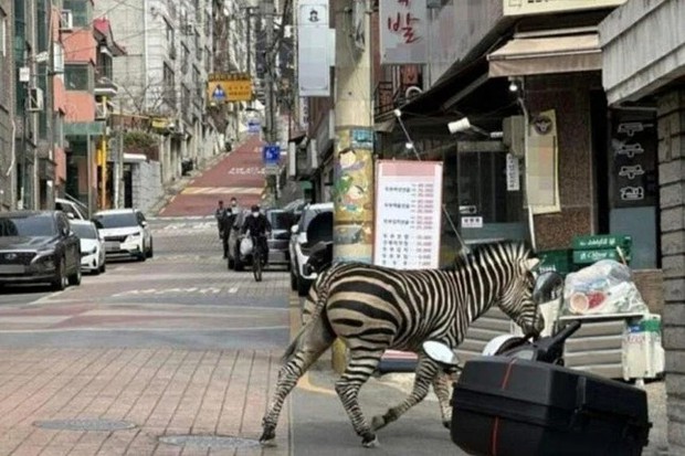 Ngựa vằn xổng chuồng, đi lang thang trên đường phố Seoul - ảnh 1